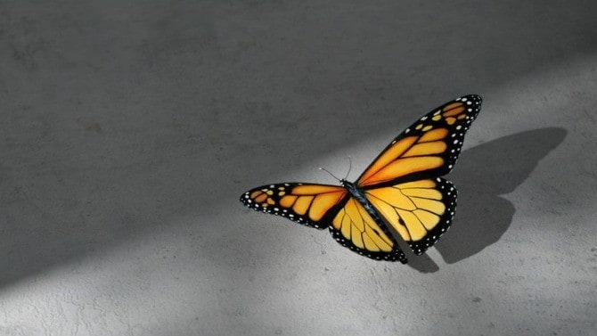 Yellow butterfly sitting on grey wall