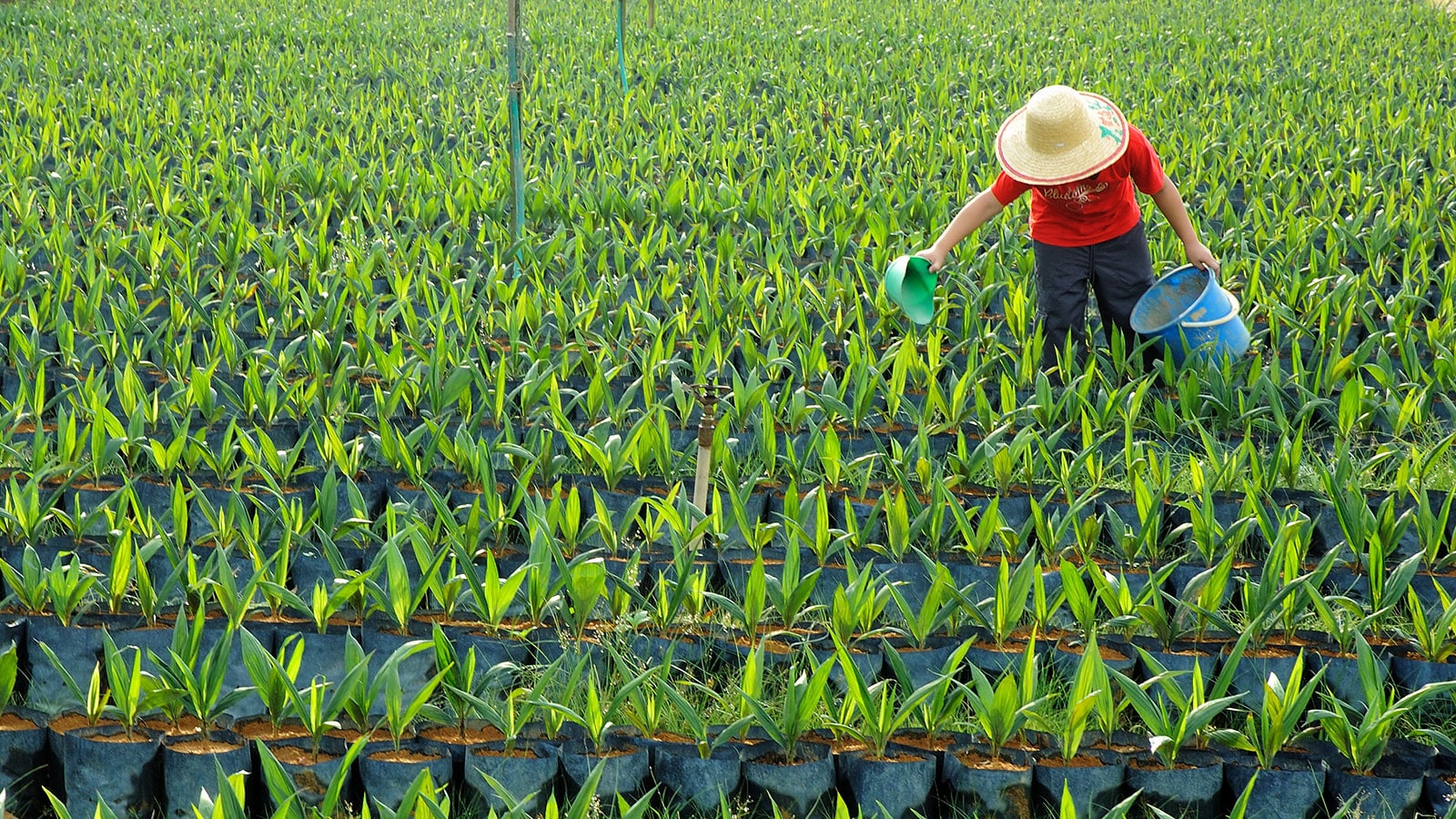 rspo-ifrs-hero
