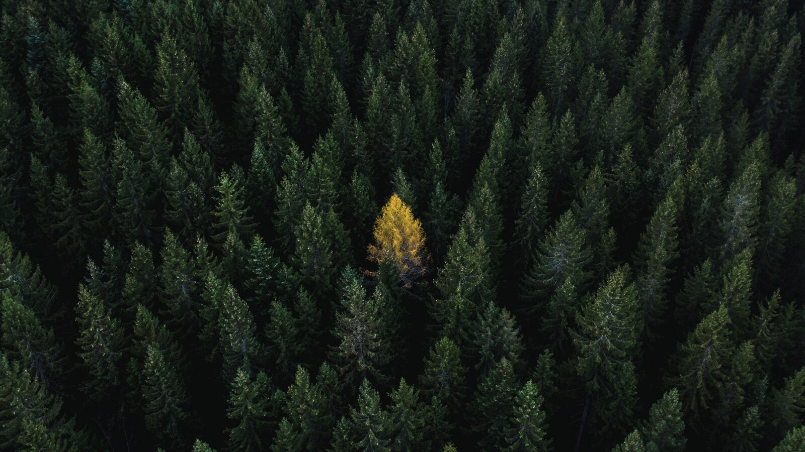 navigating carbon markets