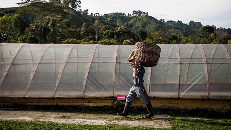 man carrying a basket 