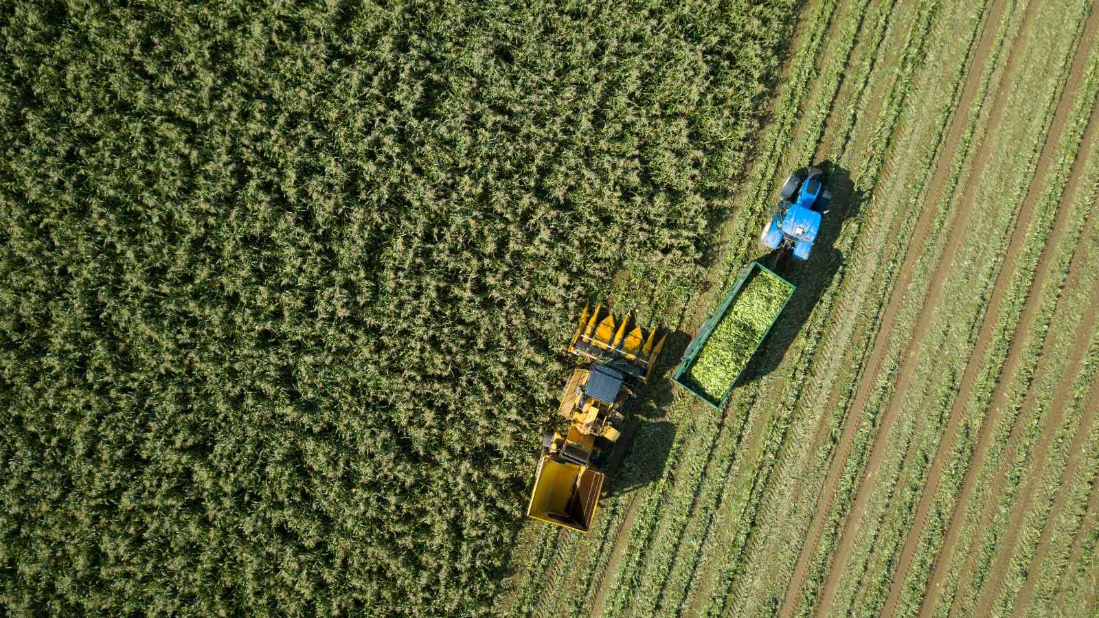 Aerial view of a farm.